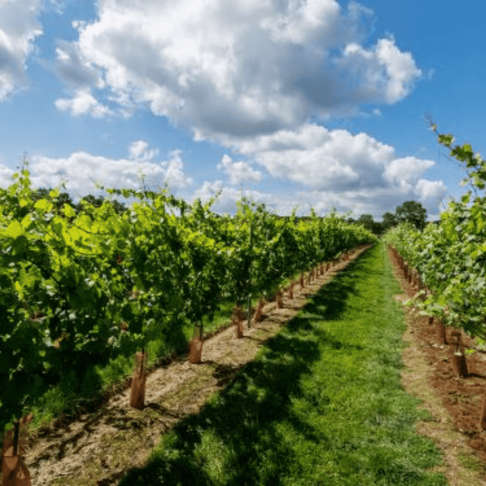 Kingscote Estate & Vineyard Tour and Tasting With Lunch Voucher