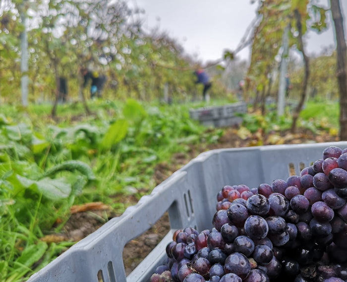 Come see the vines being harvested