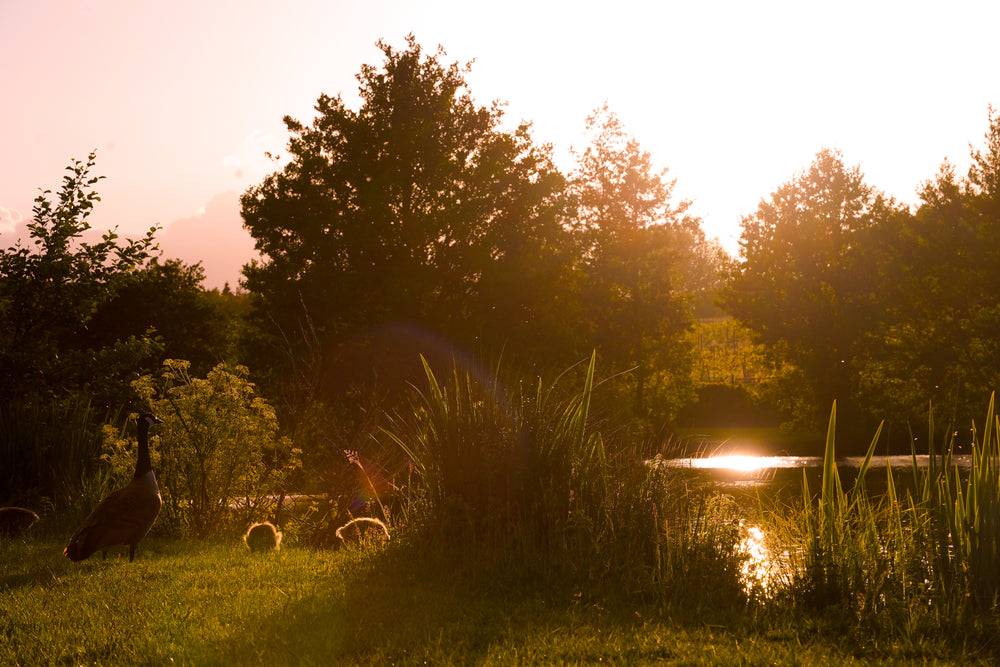 Scenery photo 9