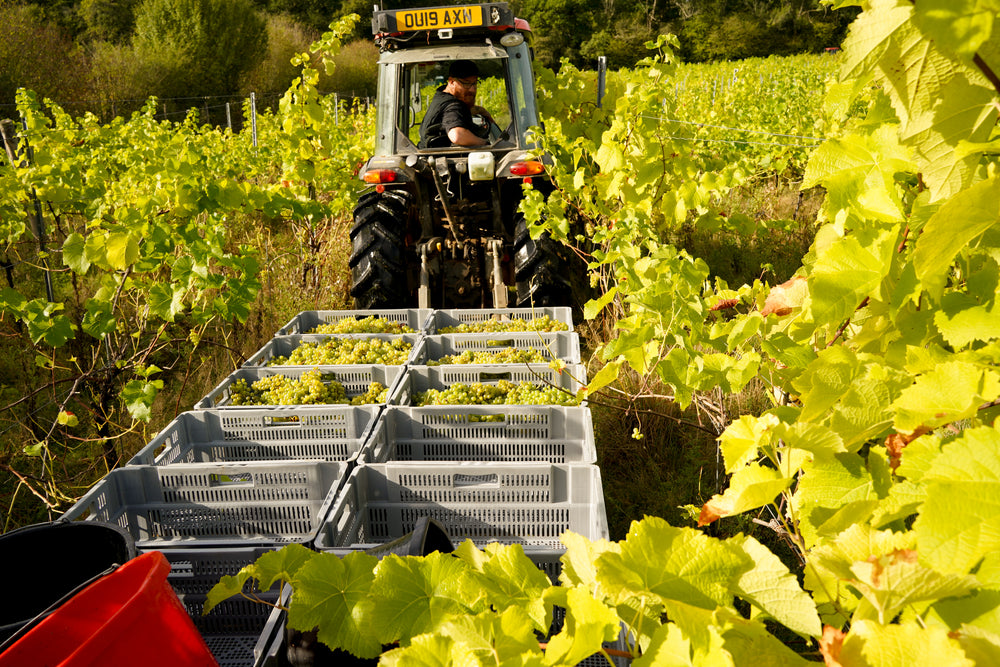 Harvesting photo 6