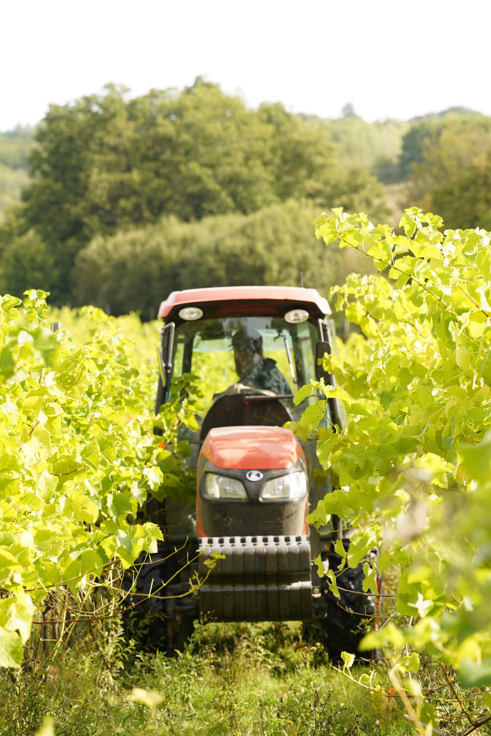 Harvesting photo 5